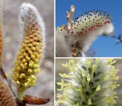 Attēlu rezultāti vaicājumam “Salix cinerea female flower”