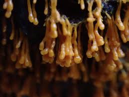 Attēlu rezultāti vaicājumam “Badhamia dubia spores”