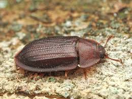 Attēlu rezultāti vaicājumam “Peltis grossa”