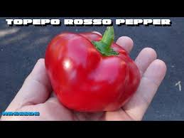 Afbeeldingsresultaat voor topepo giallo sweet pepper