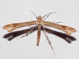 Attēlu rezultāti vaicājumam “Platyptilia sp.”