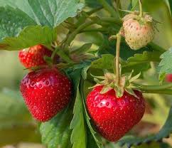 Attēlu rezultāti vaicājumam “Fragaria x ananassa”