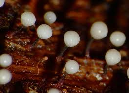 Attēlu rezultāti vaicājumam “Cribraria rufa macro”