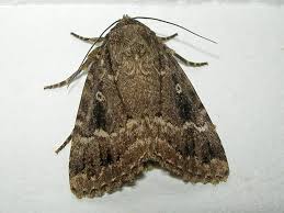 Attēlu rezultāti vaicājumam “Amphipyra pyramidea”