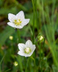 Attēlu rezultāti vaicājumam “Parnassia palustris flower”