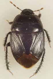 Attēlu rezultāti vaicājumam “Cydnidae”