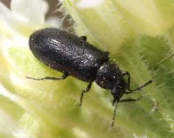 Attēlu rezultāti vaicājumam “Dasytes caeruleus imago”