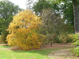 Attēlu rezultāti vaicājumam “Betula alleghaniensis”