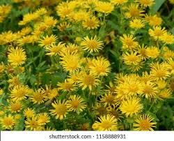 Attēlu rezultāti vaicājumam “Inula britannica flower”