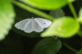 Attēlu rezultāti vaicājumam “Lomographa bimaculata”