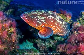 Image result for Epinephelus marginatus