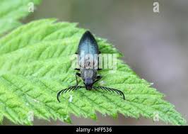 Attēlu rezultāti vaicājumam “Ctenicera pectinicornis male”