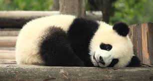 Image result for pandas