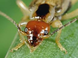 Attēlu rezultāti vaicājumam “Forficula auricularia”