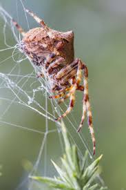 Attēlu rezultāti vaicājumam “Araneus angulatus”