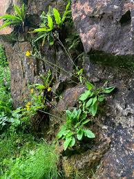 Attēlu rezultāti vaicājumam “Hieracium vulgatum leaf”