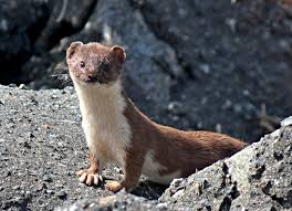 Attēlu rezultāti vaicājumam “Mustela nivalis”