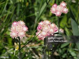 Attēlu rezultāti vaicājumam “Antennaria dioica”