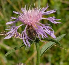 Attēlu rezultāti vaicājumam “Centaurea jacea”