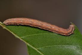 Attēlu rezultāti vaicājumam “Ematurga atomaria”