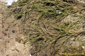 Attēlu rezultāti vaicājumam “Stuckenia pectinata”