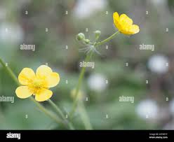Attēlu rezultāti vaicājumam “Ranunculus lanuginosus flower”