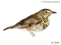 Image result for Catharus ustulatus