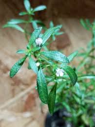 Image result for Satureja hortensis