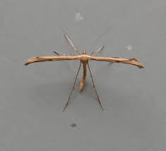 Attēlu rezultāti vaicājumam “Ectobius sylvestris male”