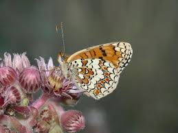 Attēlu rezultāti vaicājumam “Melitaea phoebe underside”