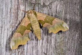 Attēlu rezultāti vaicājumam “Mimas tiliae”