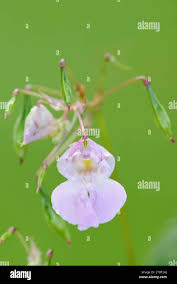 Attēlu rezultāti vaicājumam “Impatiens glandulifera fruit”