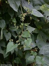 Attēlu rezultāti vaicājumam “Humulus lupulus bud”