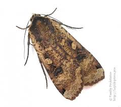 Attēlu rezultāti vaicājumam “Noctua fimbriata imago”