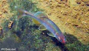 Image result for Moxostoma carinatum