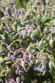 Attēlu rezultāti vaicājumam “Borago officinalis bud”