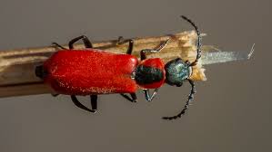 Attēlu rezultāti vaicājumam “Anthocomus rufus”