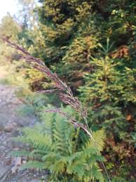 Attēlu rezultāti vaicājumam “Calamagrostis purpurea”