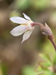 「烏頭みこと」の画像検索結果