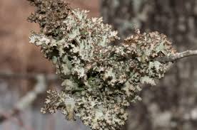 Attēlu rezultāti vaicājumam “Tuckermannopsis chlorophylla”