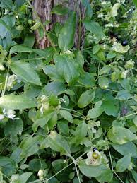 Attēlu rezultāti vaicājumam “Silene baccifera leaf”