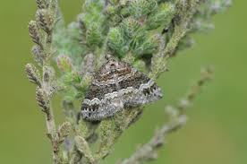 Attēlu rezultāti vaicājumam “Perizoma bifaciata”