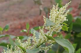 Attēlu rezultāti vaicājumam “Reynoutria japonica”