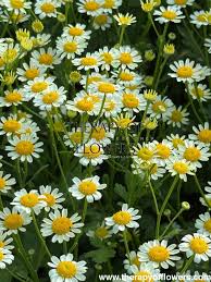 Image result for Tanacetum parthenium