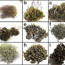 Attēlu rezultāti vaicājumam “Encalypta streptocarpa sporophyte”