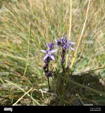 Attēlu rezultāti vaicājumam “Swertia perennis flower”