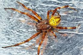 Attēlu rezultāti vaicājumam “Araneus quadratus male”