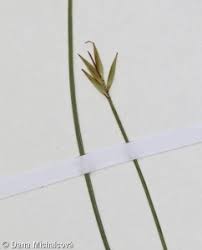 Attēlu rezultāti vaicājumam “Carex pauciflora”