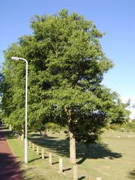 Attēlu rezultāti vaicājumam “Ulmus minor”