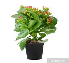 Image result for Kalanchoe blossfeldiana